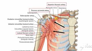 Axillary artery branches [upl. by Eissalc]