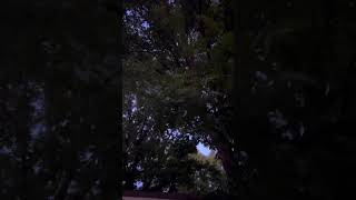 Wind In Monticello Arkansas 090324 [upl. by Zined]