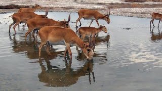 Kalmykia The kingdom of the saiga English version [upl. by Eentrok205]