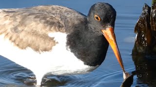 American oystercatcher bird eating oyster running [upl. by Dygert]