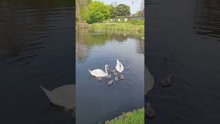 Swans in Finchley [upl. by Chil]