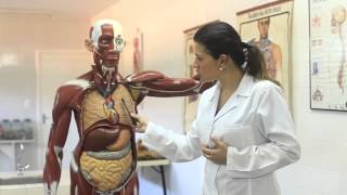 ART Anatomia e Fisiologia Humana  Sistemas Respiratório e Cardiovascular [upl. by Ettenna]