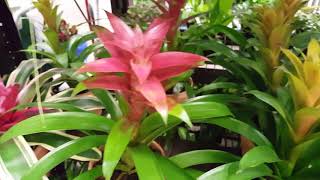 How to care for a Bromeliad Plant  Donna Joshi [upl. by Doralynne895]