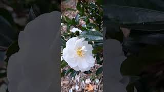 Camellia Autumn Moon Hybrid Camellia looks beautiful 🥰 [upl. by Adnarb348]