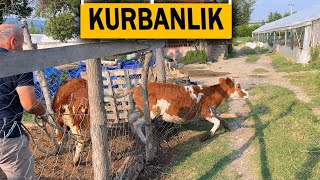 2024 KURBANLIK DÜVELERİ AHIRA BAĞLADIK [upl. by Doreg]