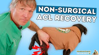 5 Steps to Healing Your Dogs ACL Injury WITHOUT Surgery [upl. by Ttik]