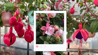 How to Plant Grow and Care for Fuchsia [upl. by Ocnarf]