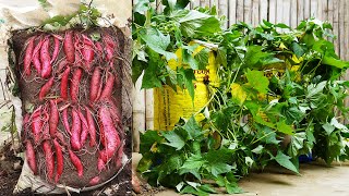 Growing Sweet Potatoes In Bags No Garden Needed But Surprisingly Productive [upl. by Einnij743]