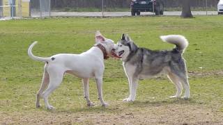 Dogo Argentino vs Siberian Husky [upl. by Anafetse]