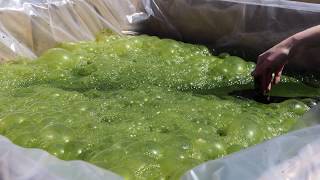 Growing Algae in New Mexico [upl. by Nisbet320]