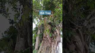 Matandang puno ng kahoy sa kapitolyo ng Malaybalay City Bukidnon oldtree [upl. by Godewyn]