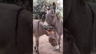 Top 5 Fascinating Facts About Donkeys [upl. by Lyndon]