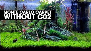 HOW TO GROW A MONTE CARLO CARPET WITHOUT CO2 [upl. by Nilhsa712]