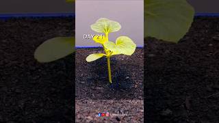 Melon Growing From Seeds 😱  timelapse growingplants lapse growplants lapse shorts greenplant [upl. by Casmey184]