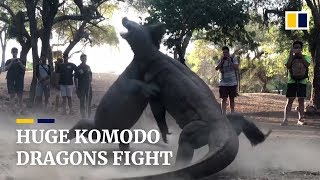 Two huge Komodo dragons fight on Indonesian island [upl. by Navanod]