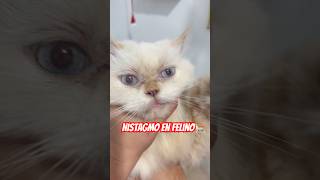 El nistagmo es un movimiento involuntario y repetitivo de los ojos viralvideos gatos [upl. by Erv955]