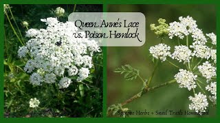 Queen Annes Lace vs Poison Hemlock Identify the differences in the wild [upl. by Denis743]