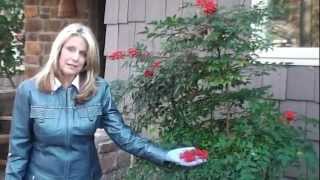 How to Prune Nandina Domestica [upl. by Ylyl167]