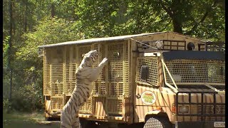 Tigerfütterung im SerengetiPark in Bus hautnah erleben [upl. by Vedetta]