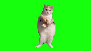 Cat dancing to edm green screen 1 hour [upl. by Etiuqal]