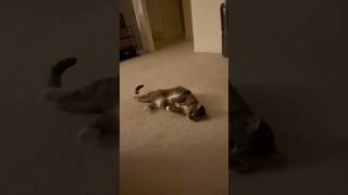 Lucy the funny cat rolls around on the floor cute cat [upl. by Garaway177]