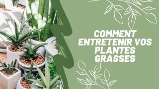 Comment entretenir vos plantes grasses [upl. by Alitta]