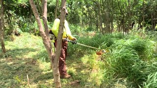 Waipahu community takes over care of overgrown city land [upl. by Ymma318]