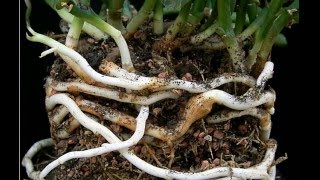 Rhizomes Definition amp Examples  What is a Rhizome  Plant Anatomy [upl. by Heppman668]