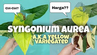 Syngonium Yellow Variegated  aka Syngonium Aurea [upl. by Cordula]