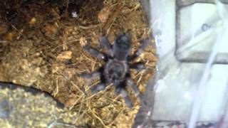 Brachypelma auratum sling update feeding Mexican Flame knee [upl. by Ratcliff]