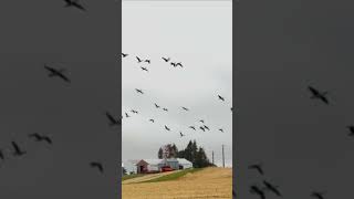 Goose migrating from US autumn birds nature usa goosegooseduck migration sound [upl. by Aihsekin]