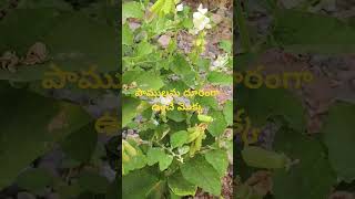 Crotalaria verrucosa గిరిగిచ్చ తెల్లీశ్వరిపాములను దూరంగా ఉంచే మొక్క ల్ Dr Murthy Plant World ll [upl. by Syla715]