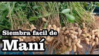 Maní cacahuate Arachis hypogaea Sembrando en casa [upl. by Panaggio]