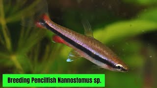 Breeding Pencilfish Nannostomus sp [upl. by Mortie335]