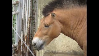 2024June20 Przewalskis horse  Tama Zoological Park [upl. by Heater]