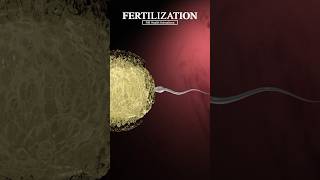 Fertilization When a Sperm Meets an Egg fertilization shorts [upl. by Anadal190]