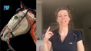 How to fit a bridle How does a bridle influence jawmovement TMJ [upl. by Ahtimat546]