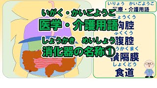 【g012】医学・介護用語 消化器の名称① [upl. by Orren279]