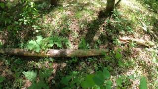 Eastern Massasauga rattlesnake in Northern Michigan [upl. by Archie]