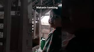 Makanin kambing [upl. by Lawtun]