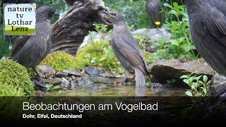 Beobachtungen am Vogelbad Dohr Eifel Deutschland [upl. by Weiler]