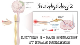 Neurophysiology 2  Lecture 2  Pain Sensation [upl. by Lerual]