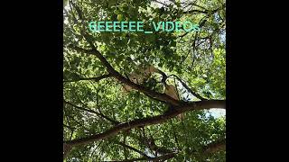 Birds at Hindmarsh Square australia birds 6EEEEEEVIDEOs [upl. by Sabanrab]