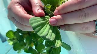 Water lettuce Pistia stratiotes  Plant Identification [upl. by Nehtan627]