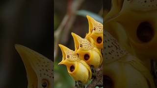 Yellow Bird Flower [upl. by Stelmach944]