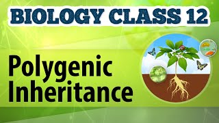 Class 12 Biology Ch5  Polygenic InheritancePrinciples of Inheritance amp Variation CBSENEET 202223 [upl. by Becht]