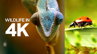 4K HDR Video ULTRA HD  Dolby Vision  A Comprehensive Look at Animal Life [upl. by Leland]