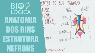 BIO LÓGICA ANATOMIA DOS RINS E ESTRUTURA DO NÉFRON  SISTEMA URINARIO [upl. by Franzoni]