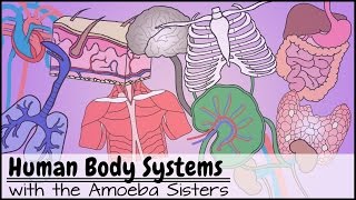 Human Body Systems Functions Overview The 11 Champions Older Video 2016 [upl. by Syhr]