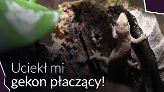 UCIEKŁ MI GEKON PŁACZĄCY PRZY URZĄDZANIU TERRARIUM [upl. by Anat161]